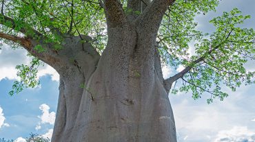 BAOBAB TREE, SOUTH LUANGWA NATIONAL PARK